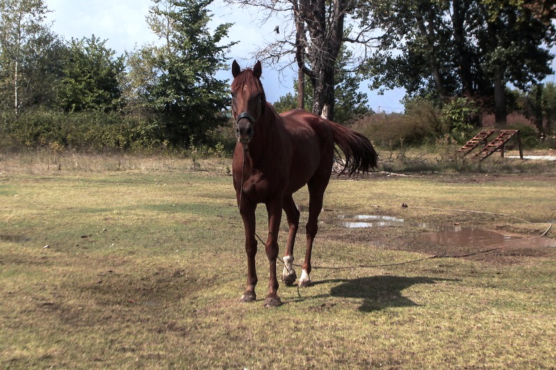 Νέα καταγγελία για κακομεταχείριση αλόγου: Το παράτησε δεμένο στον ήλιο το άλογό του - “Δικό μου είναι ό,τι θέλω το κάνω”