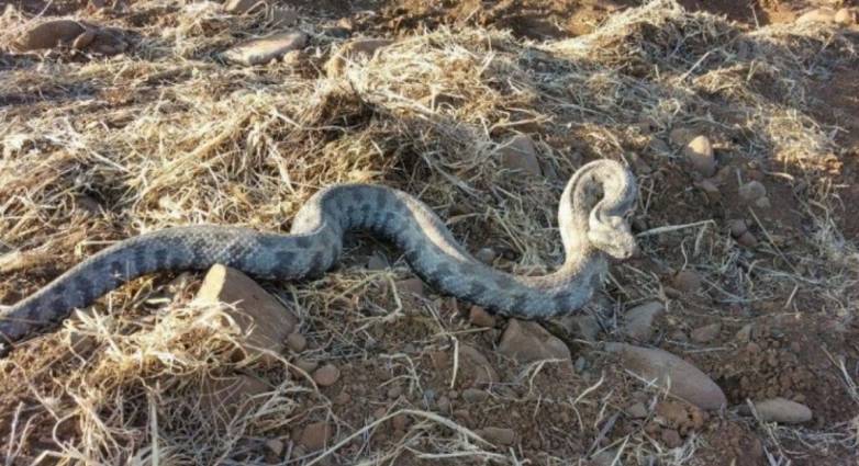 Νεαρός κατέληξε στο νοσοκομείο, μετά από δάγκωμα φιδιού