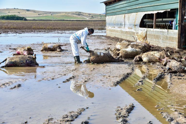 Κακοκαιρία Daniel: Μάχη με τις λάσπες και τις ασθένειες στην Θεσσαλία - Οι φόβοι των ειδικών