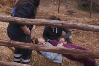 "Φάρμα": Σοβαρό ατύχημα για τη Μαρίλια - Τη χτύπησε άλογο, την πήρε ασθενοφόρο