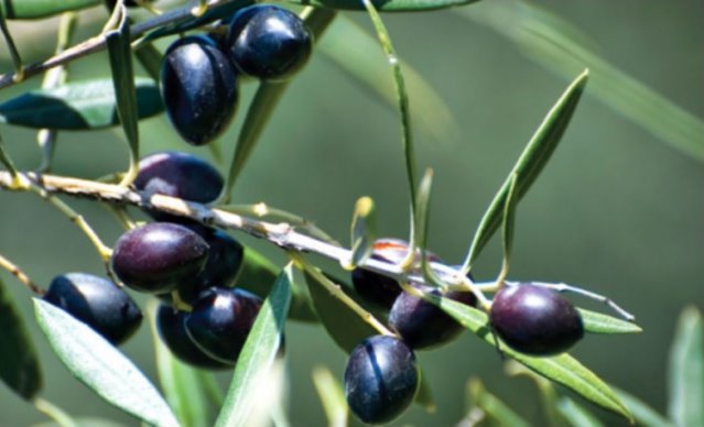 ΔΟΕΠΕΛ για την ελαιοκομική περίοδο, 50% κάτω η Καλαμών