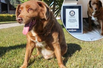 Πέθανε ο Μπόμπι, ο γηραιότερος σκύλος στον κόσμο σε ηλικία 31 ετών!