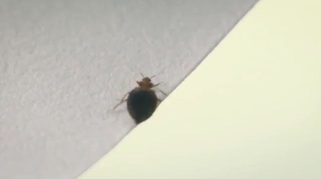 «Είναι ήδη στην Ελλάδα» - Ανησυχία από την έξαρση κοριών στο Παρίσι