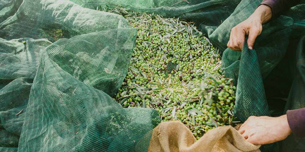 Πρόταση για 45 ευρώ το ανώτατο ημερομίσθιο για την ελαιοσυγκομιδή