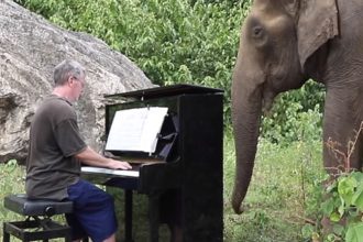 Ο μουσικός που έπαιζε πιάνο σε διασωθέντες ελέφαντες ΒΙΝΤΕΟ