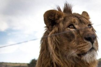 Λήξη συναγερμού: Κτηνίατροι ακινητοποίησαν το λιοντάρι που ...έκανε βόλτες σε κωμόπολη έξω από την Ρώμη ΦΩΤΟ