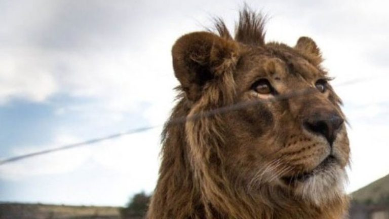 Λήξη συναγερμού: Κτηνίατροι ακινητοποίησαν το λιοντάρι που ...έκανε βόλτες σε κωμόπολη έξω από την Ρώμη ΦΩΤΟ