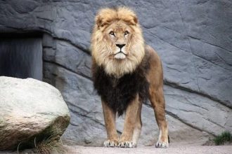 Ιταλία: Λιοντάρι το ‘σκάσε από τσίρκο - Σε ...lockdown πόλη 40.000 κατοίκων