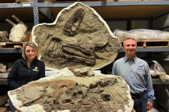 Καναδάς: Απολίθωμα αποκάλυψε το τελευταίο γεύμα νεαρού τυραννόσαυρου