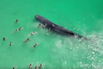 Αυστραλία: Φάλαινα έφτασε στα ρηχά και κολυμβητές άρχισαν να την αγγίζουν – «Είναι επικίνδυνο» λένε ειδικοί ΒΙΝΤΕΟ