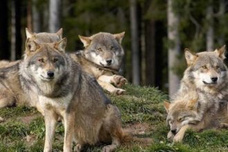 Ελβετία: Η «σφαγή» των λύκων μπορεί να περιμένει