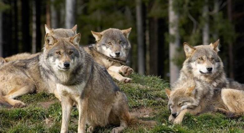 Ελβετία: Η «σφαγή» των λύκων μπορεί να περιμένει