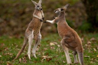 Καναδάς: Καγκουρό γρονθοκόπησε αστυνομικό!