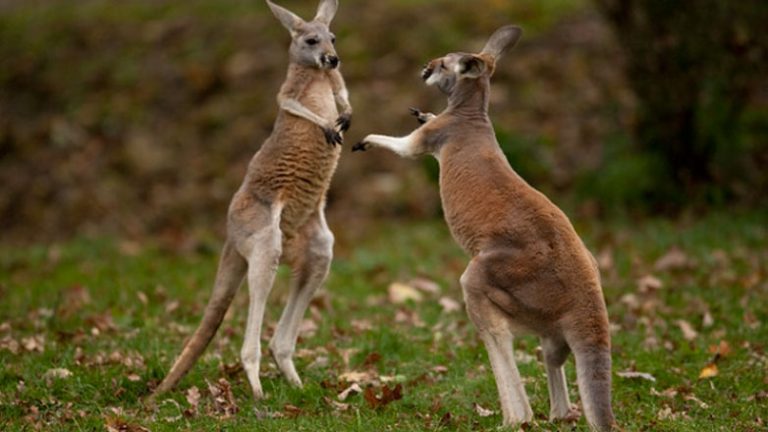 Καναδάς: Καγκουρό γρονθοκόπησε αστυνομικό!