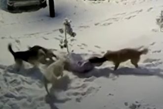 Τρόμος για 9χρονη στην Ρωσία: Δέχτηκε επίθεση από τέσσερα σκυλιά