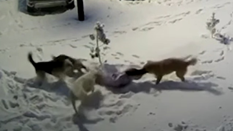 Τρόμος για 9χρονη στην Ρωσία: Δέχτηκε επίθεση από τέσσερα σκυλιά