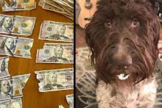 Δεν θα πιστέψετε τι έκανε αυτός ο σκύλος!