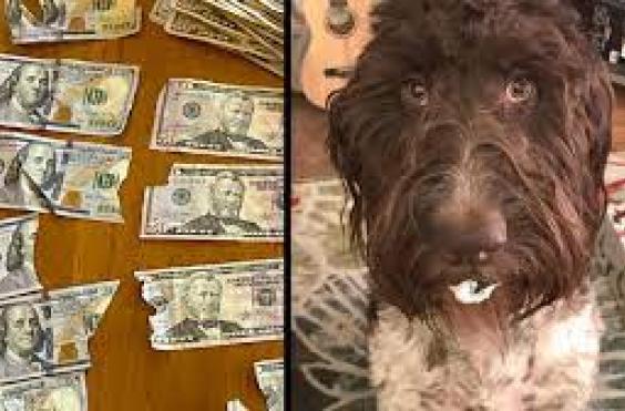 Δεν θα πιστέψετε τι έκανε αυτός ο σκύλος!