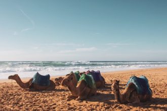 Η Σαουδική Αραβία ανακήρυξε το 2024 «Έτος της Καμήλας»