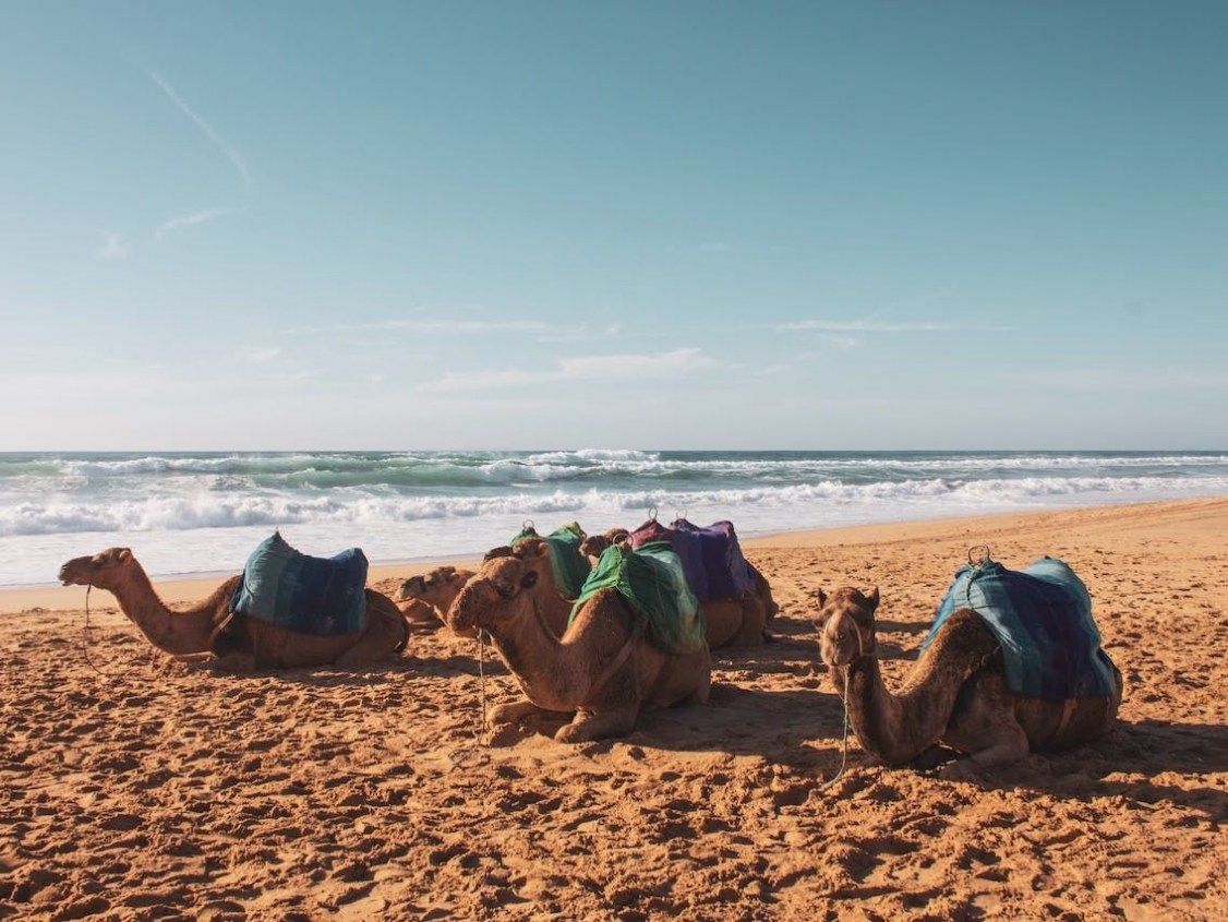 Η Σαουδική Αραβία ανακήρυξε το 2024 «Έτος της Καμήλας»