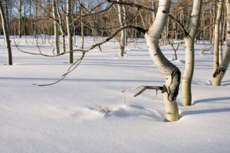 «Παγωμένος σεισμός»: Το σπάνιο φαινόμενο που δυσκολεύονται να εξηγήσουν οι επιστήμονες