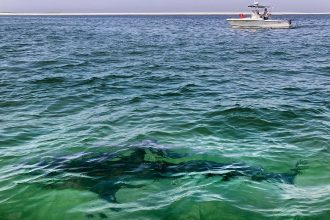 Χαβάη: Νεκρός σέρφερ από επίθεση καρχαρία