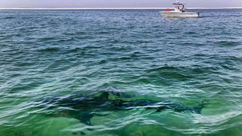 Χαβάη: Νεκρός σέρφερ από επίθεση καρχαρία