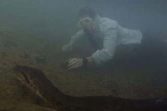 Το μεγαλύτερο είδος φιδιού στον κόσμο ανακαλύφθηκε στον Αμαζόνιο