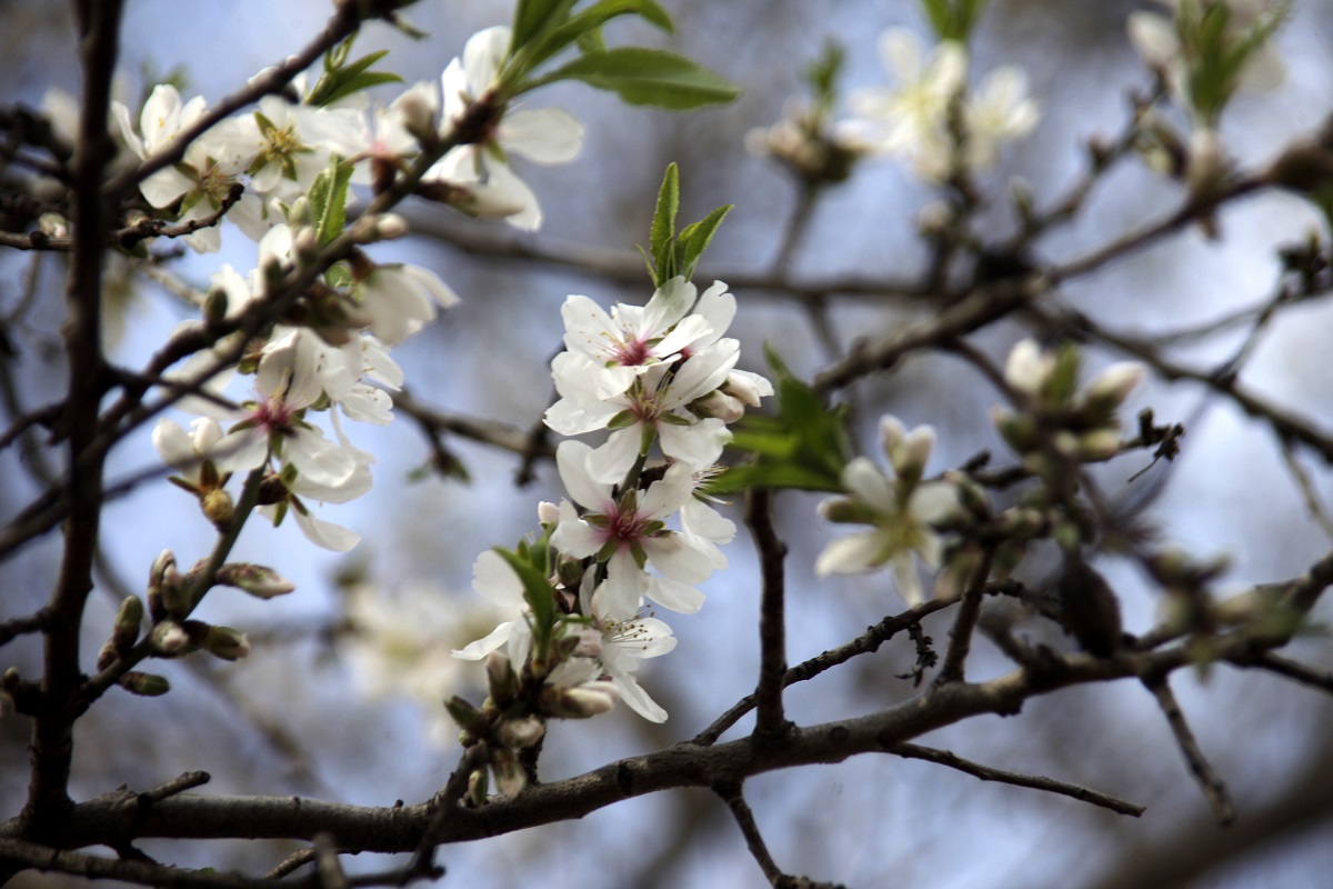 Καιρός: Αλκυονίδες μέρες τουλάχιστον μέχρι 15 Φεβρουαρίου