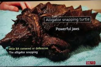 Αγγλία: Βρέθηκε χελώνα-αλιγάτορας που μπορεί να κόψει ακόμα και ανθρώπινα δάχτυλα