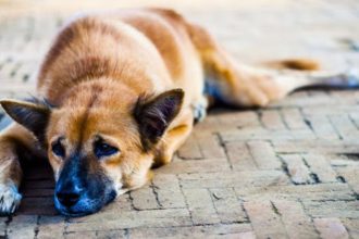 Συλλήψεις στη Σπάρτη για παράβαση νόμου που αφορά τα ζώα συντροφιάς
