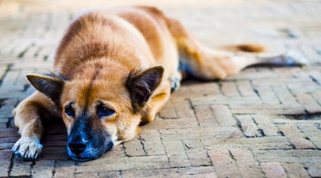 Συλλήψεις στη Σπάρτη για παράβαση νόμου που αφορά τα ζώα συντροφιάς