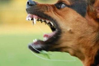 Στο νοσοκομείο 33χρονος μετά από επίθεση σκύλου – Τον δάγκωσε στα χείλη