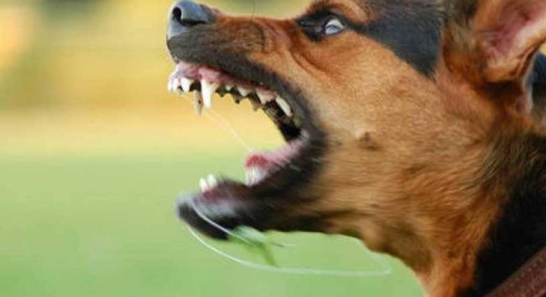 Στο νοσοκομείο 33χρονος μετά από επίθεση σκύλου – Τον δάγκωσε στα χείλη