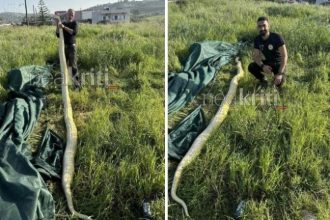 Ηράκλειο: Βρήκαν πύθωνα 5 μέτρων σε χωράφι