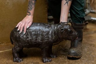Σπάνιος πυγμαίος ιπποπόταμος γεννήθηκε στο Αττικό Ζωολογικό Πάρκο