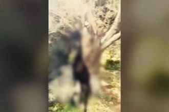 Σοκ και αποτροπιασμός - Κρέμασαν κατσίκα σε δέντρο (ΒΙΝΤΕΟ)