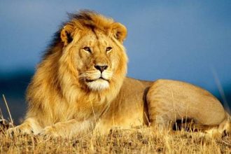 Λιοντάρι στην Καλιφόρνια κατασπάραξε 21χρονο μπροστά στον αδελφό του