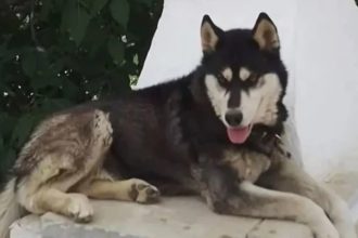 Αράχωβα: Ασκήθηκε ποινική δίωξη κατά φυσικού προσώπου για την υπόθεση Όλιβερ, λένε οι δικηγόροι φιλοζωικών