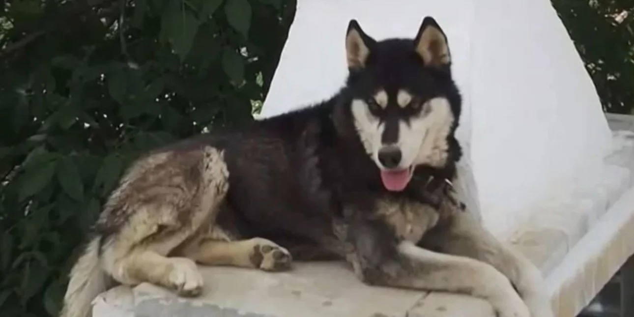 Αράχωβα: Ασκήθηκε ποινική δίωξη κατά φυσικού προσώπου για την υπόθεση Όλιβερ, λένε οι δικηγόροι φιλοζωικών