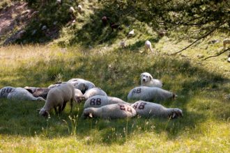 Ελβετία: Αγρότες άφησαν νεκρά πρόβατα για να διαμαρτυρηθούν για τον υπερπληθυσμό των λύκων