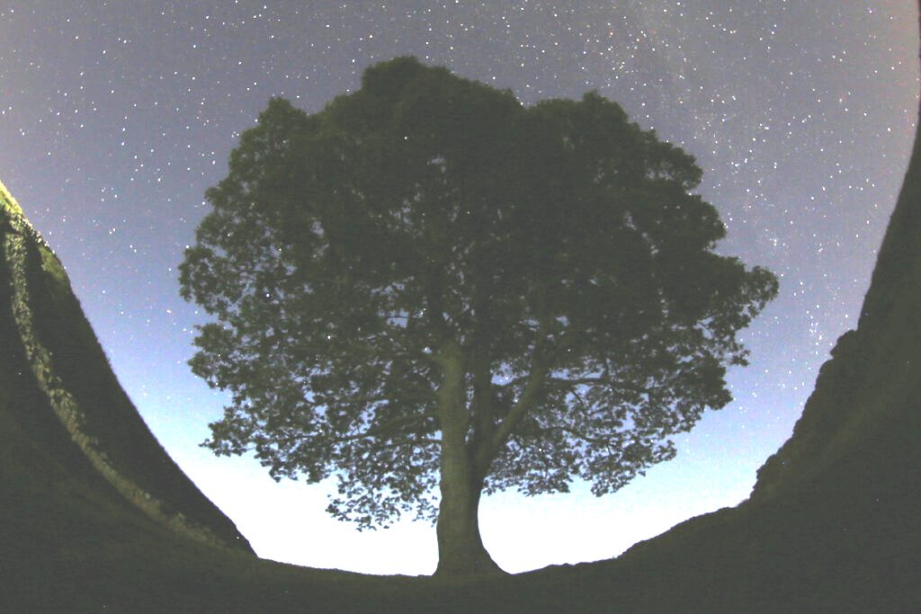 Δίωξη σε βάρος δύο Βρετανών για το κόψιμο του Sycamore Gap, του πλέον εμβληματικού δέντρου της χώρας, ηλικίας 200 ετών