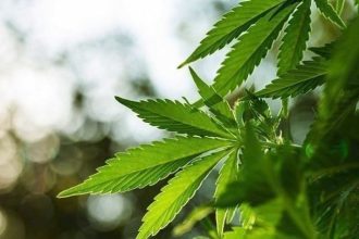 Νομιμοποιείται από σήμερα η χρήση κάνναβης στη Γερμανία για ψυχαγωγικούς σκοπούς