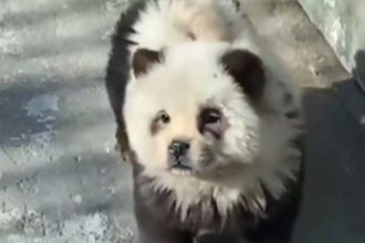 Κίνα: Ζωολογικός κήπος έβαψε σκυλιά ασπρόμαυρα να μοιάζουν με πάντα - Η απίθανη απάντηση (BΙΝΤΕΟ)