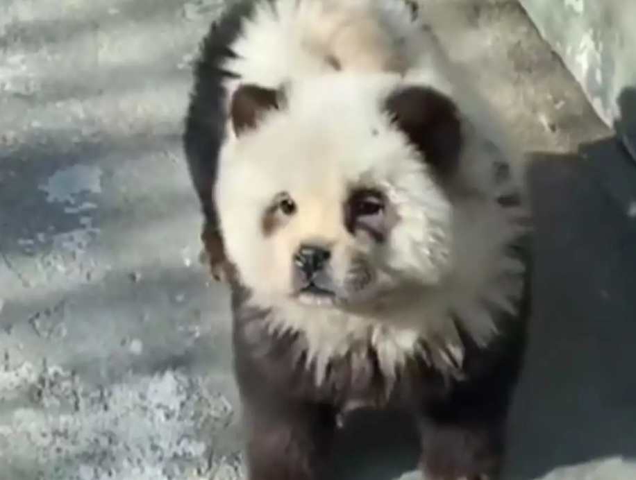 Κίνα: Ζωολογικός κήπος έβαψε σκυλιά ασπρόμαυρα να μοιάζουν με πάντα - Η απίθανη απάντηση (BΙΝΤΕΟ)
