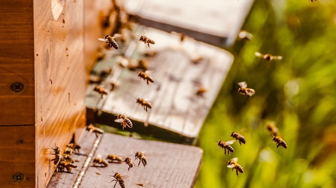 Σμήνος μελισσών επιτέθηκε σε επιβάτες ΙΧ στη Μυτιλήνη - Πληροφορίες για άτομο χωρίς αισθήσεις