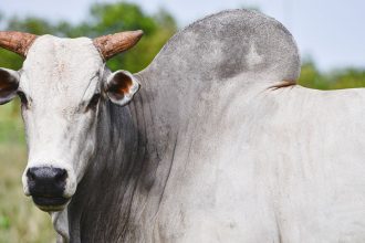Η πιο ακριβή αγελάδα στον κόσμο στοιχίζει 4 εκατ. δολάρια - H Βραζιλία έχει μία ειδική αποστολή για αυτή