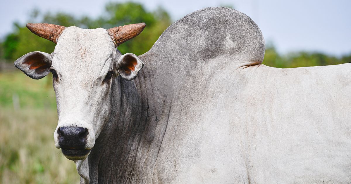 Η πιο ακριβή αγελάδα στον κόσμο στοιχίζει 4 εκατ. δολάρια - H Βραζιλία έχει μία ειδική αποστολή για αυτή