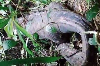 Ινδονησία: Πύθωνας 5 μέτρων καταβρόχθισε γυναίκα – Σκληρές εικόνες