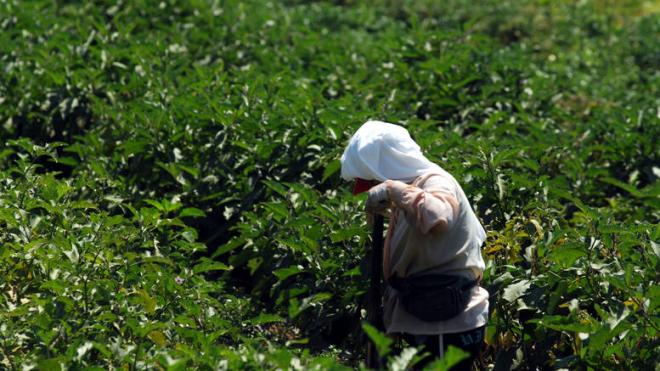 Πολιτικές και προτεραιότητες στον αγροτικό τομέα της ΕΕ – Τα σημαντικά σημεία για την Ελλάδα